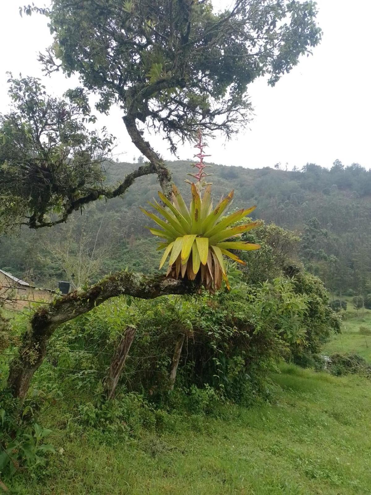 Casa de Férias La Fresita